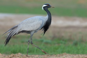 Krasvvka crane Krasvvka crane
